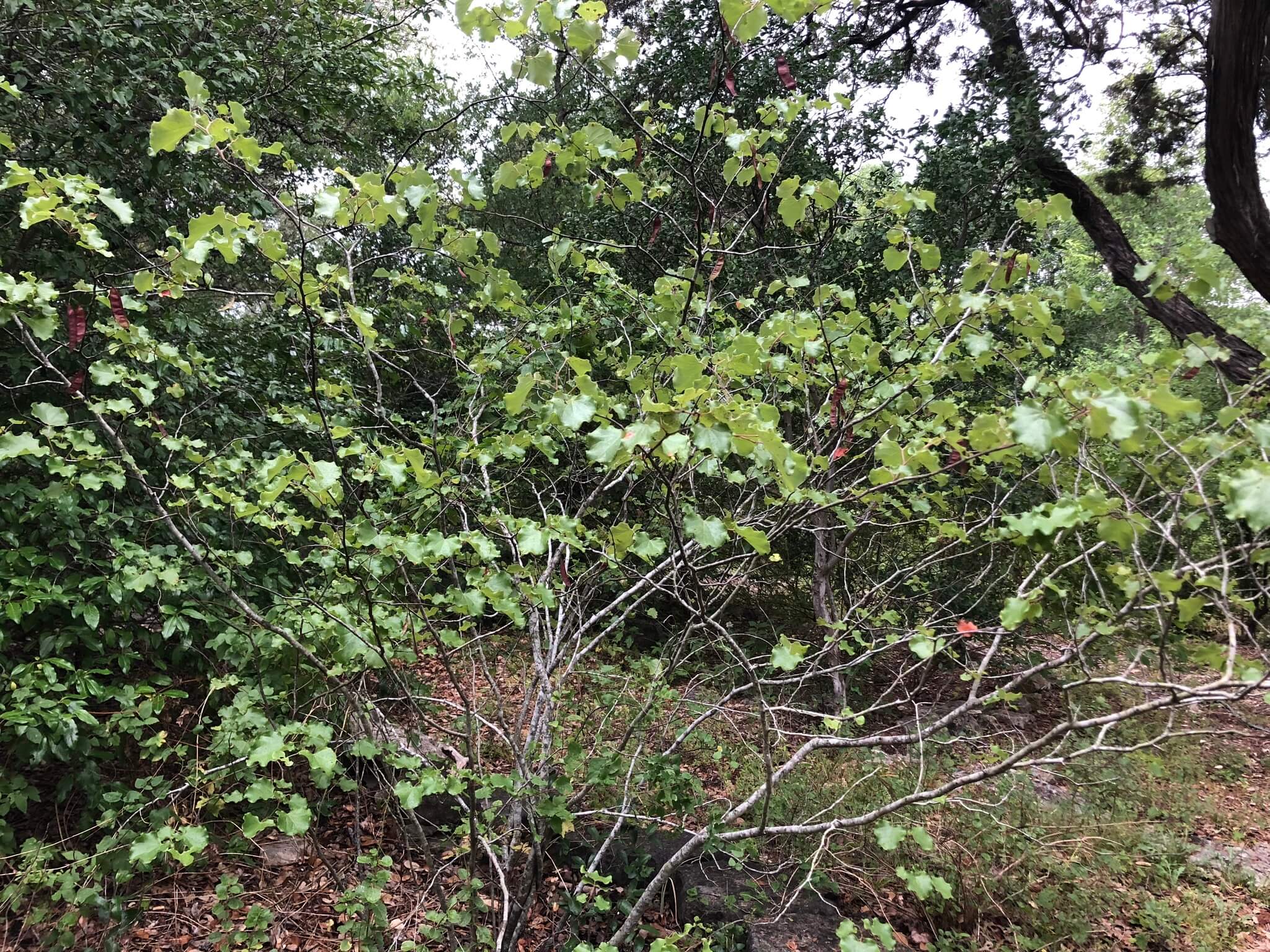 Cercis canadensis var. Mexicana